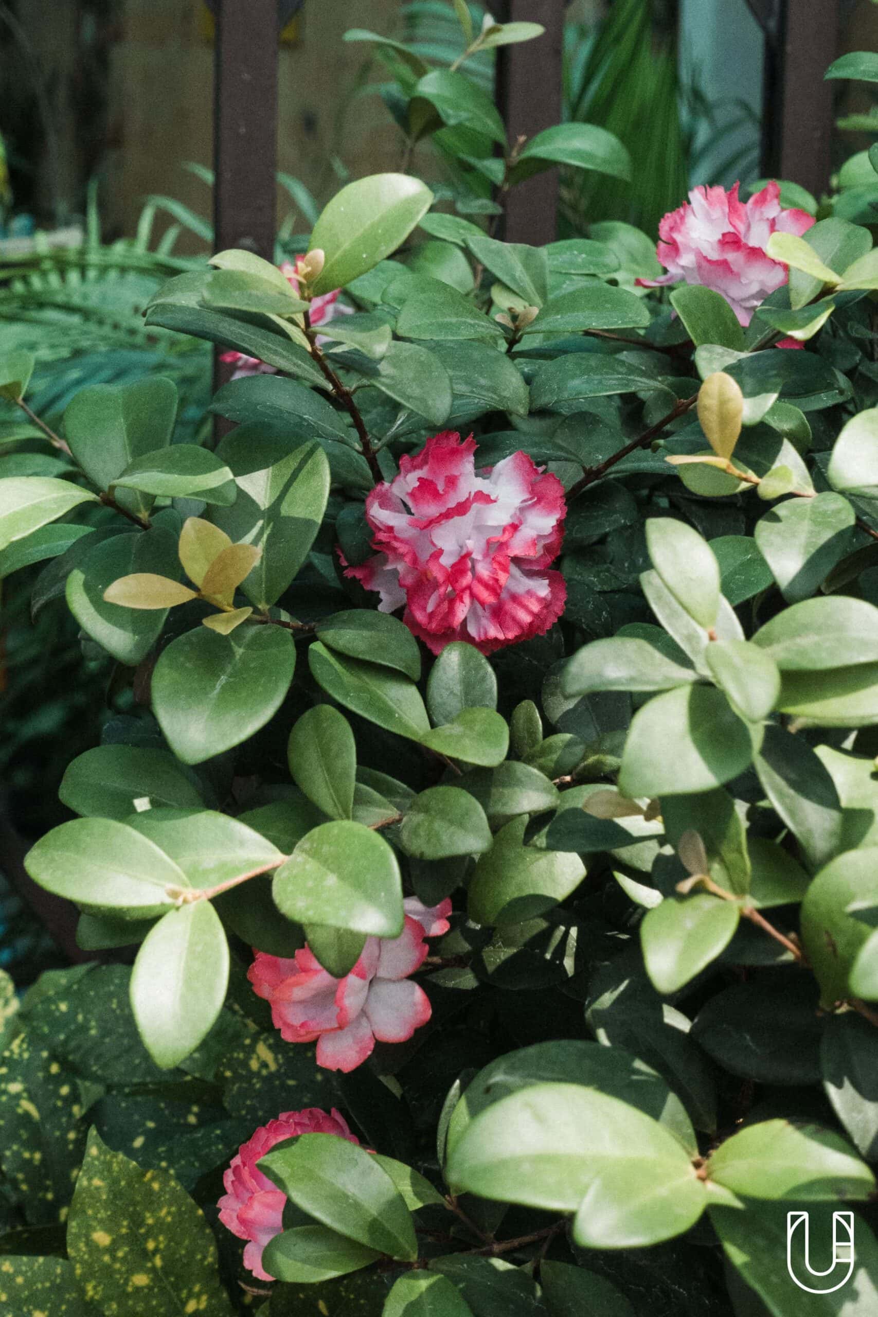 City in Bloom ปลอมในจริง Urban Creature