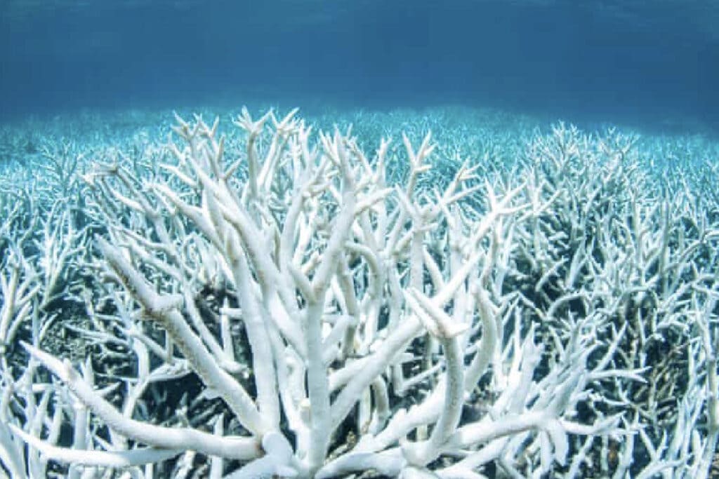 ปะการังฟอกขาว-ทะเล