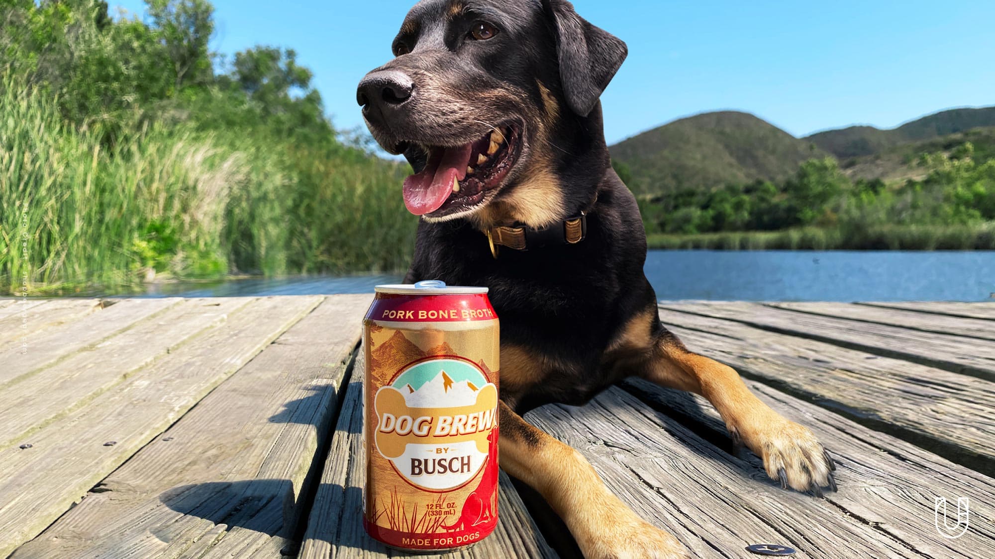Busch Dog Brew เบียร์ปลอมสำหรับหมา Urban Creature