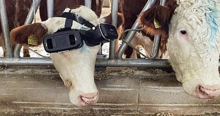 Cows Virtual Reality Headsets
