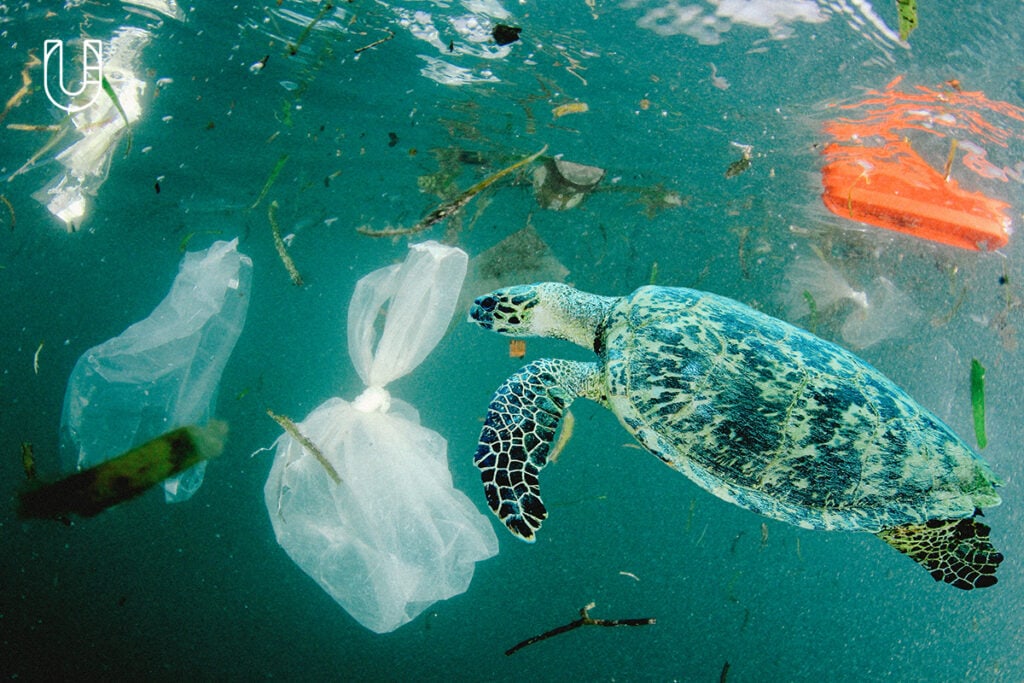 เต่าทะเลท่ามกลางภาพขยะพลาสติก