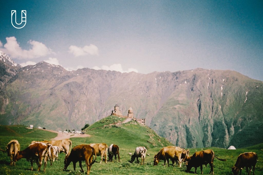 Caucasia แสงแดด ภูเขา วัว และทุ่งหญ้า