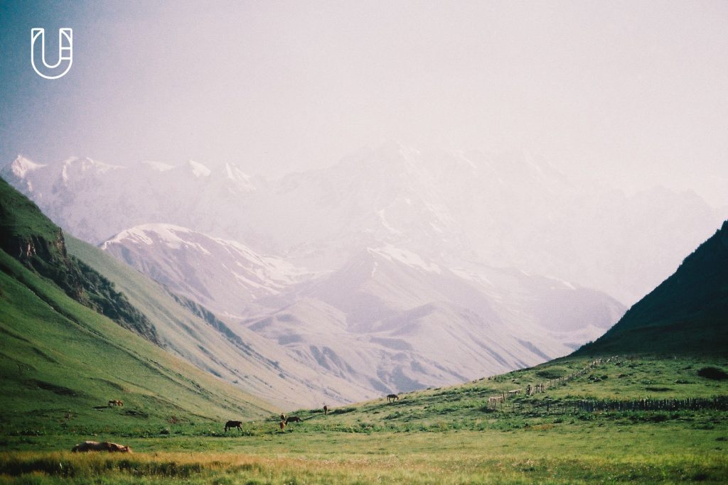 Caucasia แสงแดด ภูเขา วัว และทุ่งหญ้า