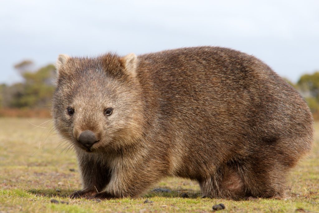 wombat