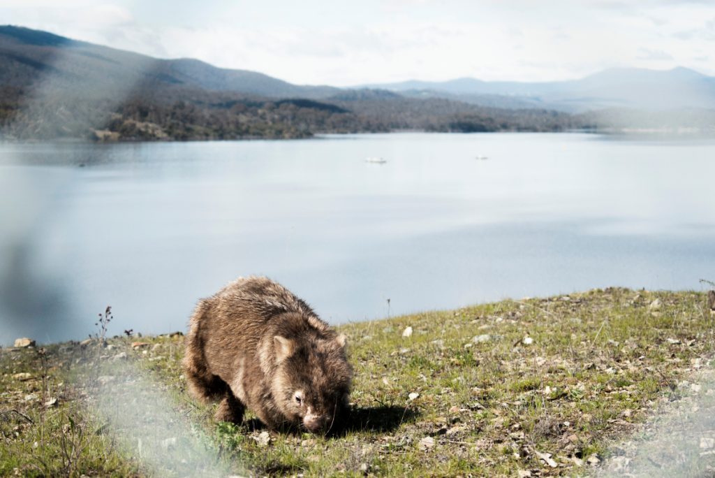 wombat