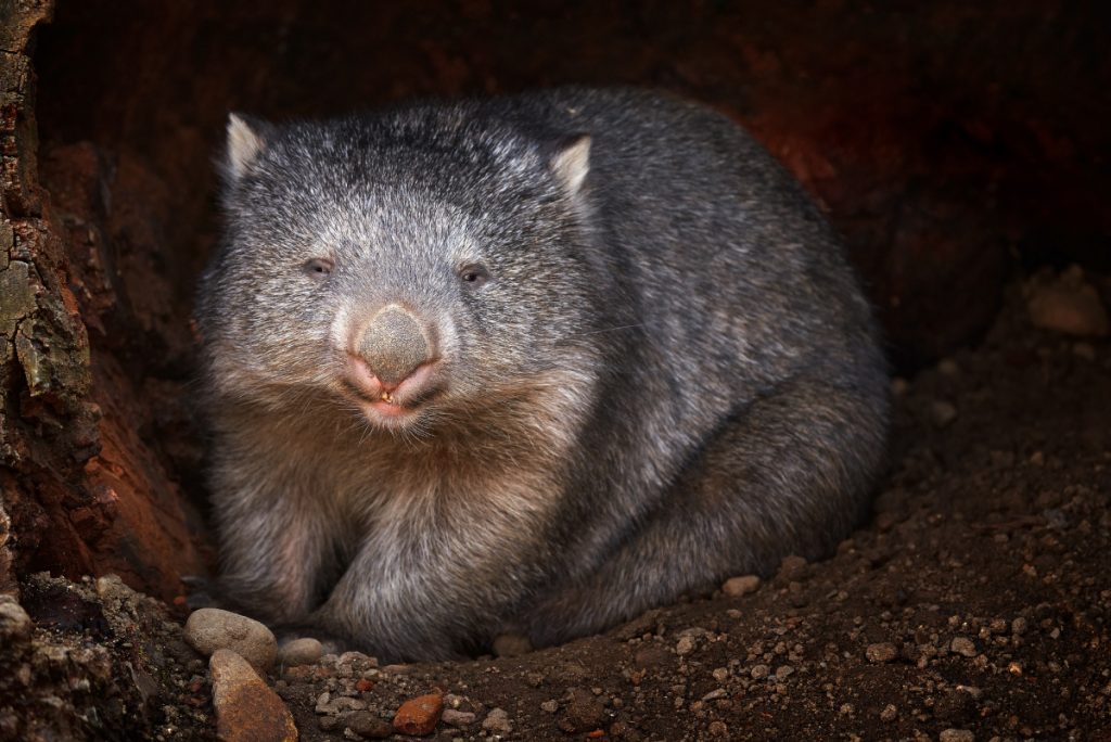 wombat