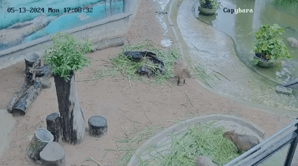 Zoodio Live Streaming สวนสัตว์เปิดเขาเขียว