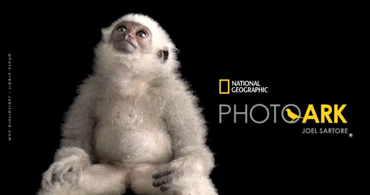 ‘National Geographic Photo Ark’ เปิดบันทึกภาพถ่ายสัตว์กว่า 15,000 สปีชีส์ ในสวนสัตว์ทั่วโลกมากกว่า 50 ประเทศ วันที่ 11 - 29 ก.ค. 67 ที่ชั้น 3 โซน Living Hall สยามพารากอน