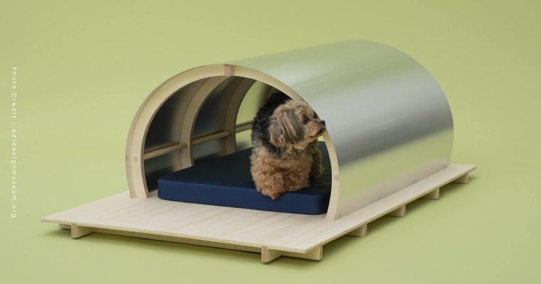 Architecture For Dogs