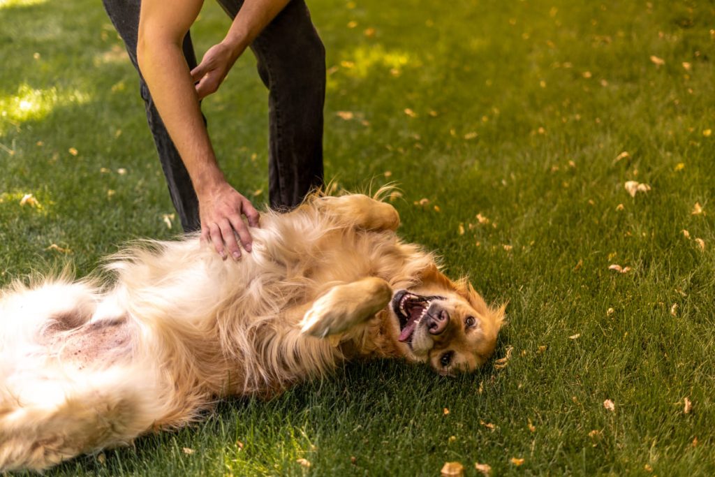 Pet Friendly สัตว์เลี้ยง หมา แมว เติมหมา เติมแมว เมือง สุขภาพจิต