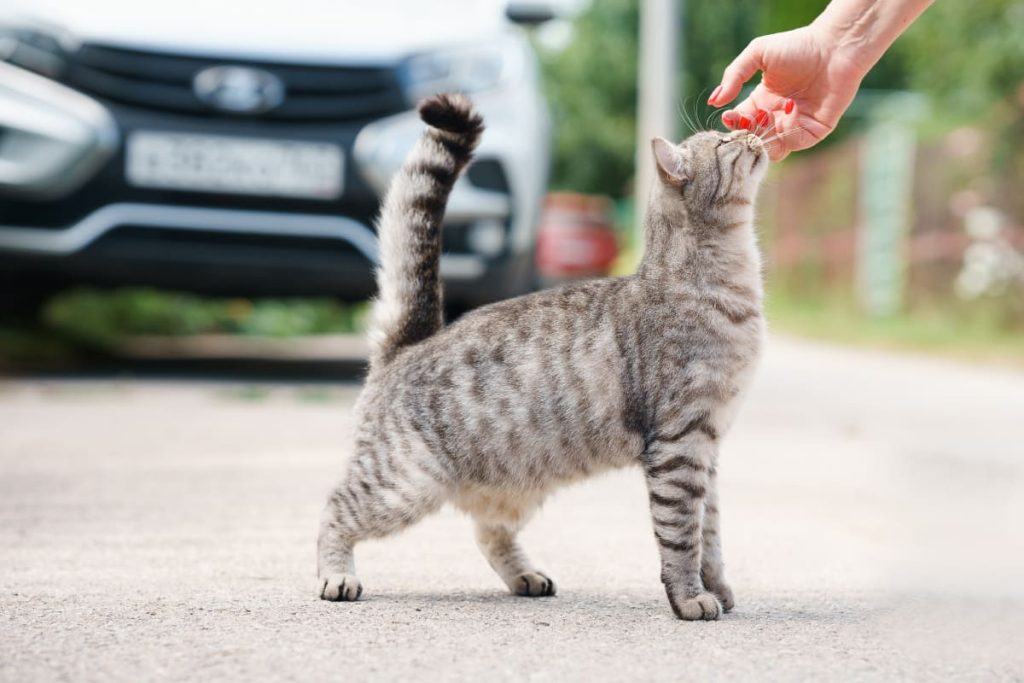 Pet Friendly สัตว์เลี้ยง หมา แมว เติมหมา เติมแมว เมือง สุขภาพจิต
