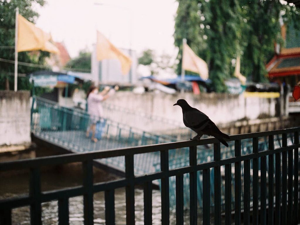 นกพิราบ สัตว์ในเมือง การจัดการสัตว์ การจัดการเมือง ความสะอาด นก ตึกสูง