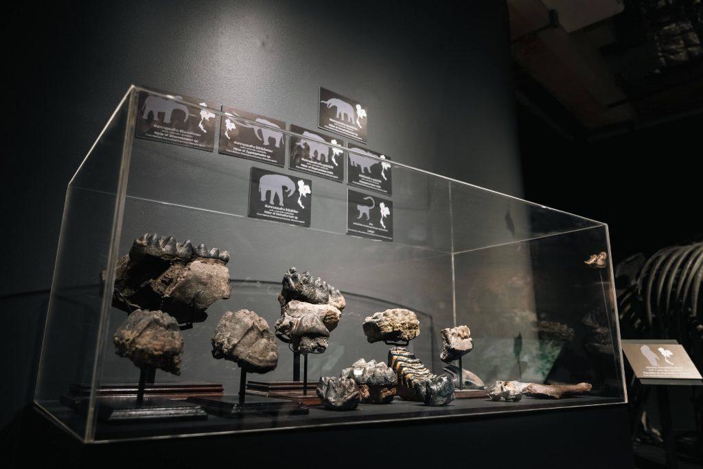 Thainosaur ไดโนเสาร์ ไดโนเสาร์พันธุ์ไทย นิทรรศการ ท่าพิพิธภัณฑ์ Museum Pier โครงการท่าช้าง วังหลัง สัตว์ดึกดำบรรพ์ จูราสสิค