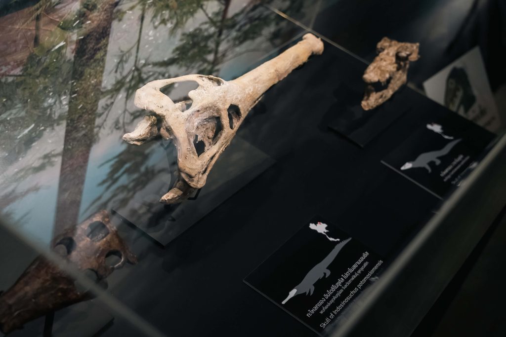 Thainosaur ไดโนเสาร์ ไดโนเสาร์พันธุ์ไทย นิทรรศการ ท่าพิพิธภัณฑ์ Museum Pier โครงการท่าช้าง วังหลัง สัตว์ดึกดำบรรพ์ จูราสสิค