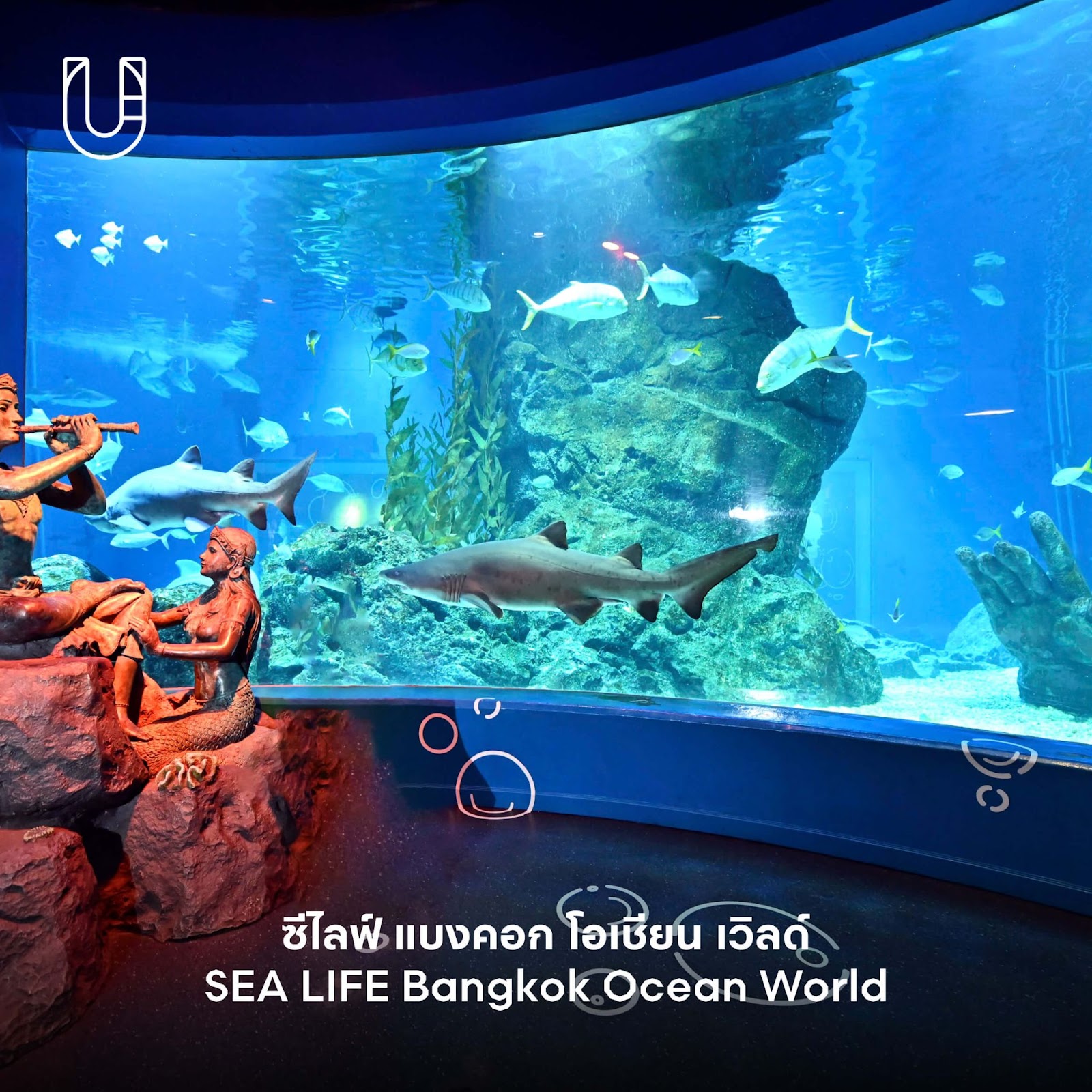 ซีไลฟ์ แบงคอก โอเชียน เวิลด์ (SEA LIFE Bangkok Ocean World)