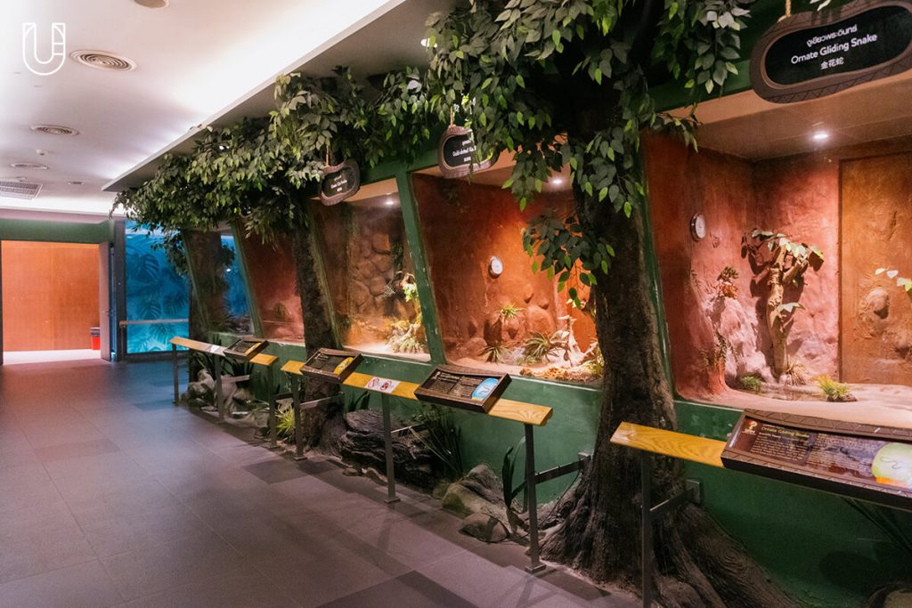 งู Siam Serpentarium พิพิธภัณฑ์งู สัตว์เลื้อยคลาน