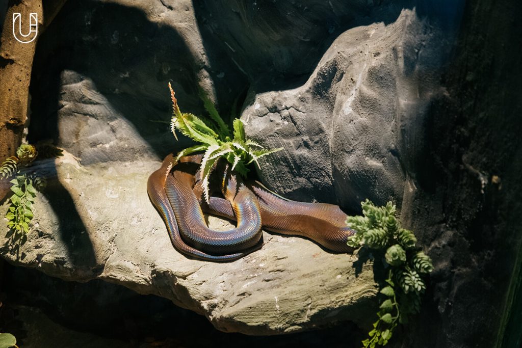 งู Siam Serpentarium พิพิธภัณฑ์งู สัตว์เลื้อยคลาน