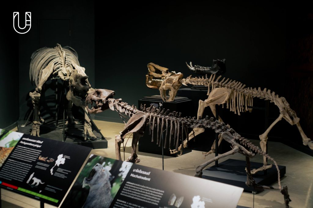 ท่าพิพิธภัณฑ์ Museum Pier นิทรรศการ ท่าช้าง โครงการท่าช้างวังหลวง Museum In Sight Series Museum STAR เพ่งพิศพิพิธภัณฑ์
