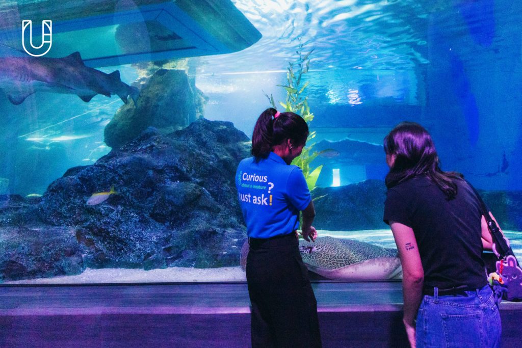 SEA LIFE Bangkok Ocean World สยามพารากอน ศูนย์การค้า พิพิธภัณฑ์สัตว์น้ำ อะควาเรียม ใจกลางเมืองง กรุงเทพฯ Museum STAR Museum Thailand ทะเล สัตว์น้ำ โลกใต้น้ำ ท้องทะเล