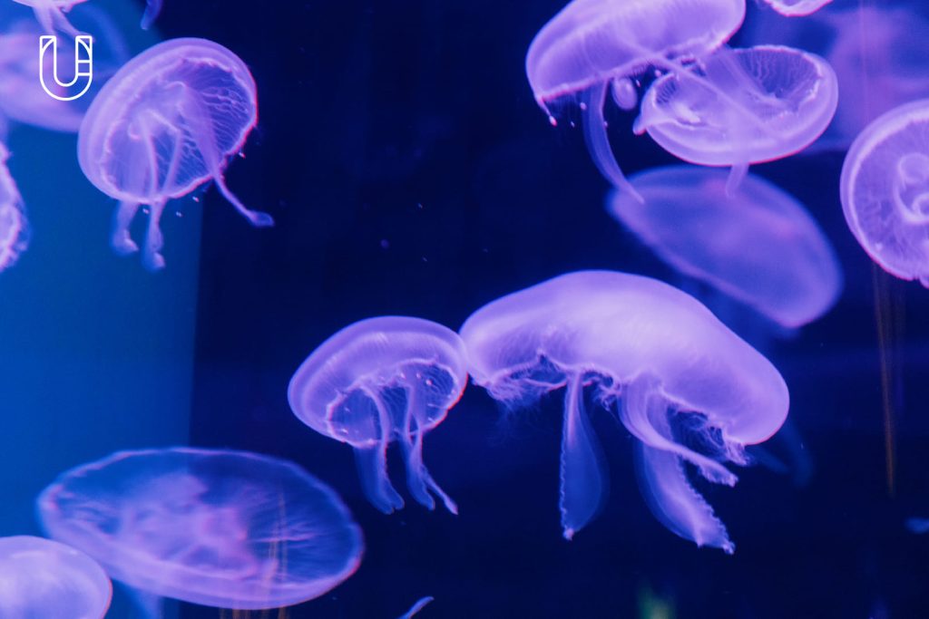 SEA LIFE Bangkok Ocean World สยามพารากอน ศูนย์การค้า พิพิธภัณฑ์สัตว์น้ำ อะควาเรียม ใจกลางเมืองง กรุงเทพฯ Museum STAR Museum Thailand ทะเล สัตว์น้ำ โลกใต้น้ำ ท้องทะเล