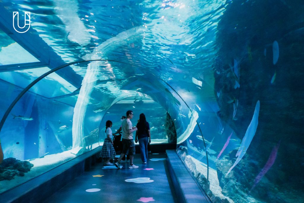SEA LIFE Bangkok Ocean World สยามพารากอน ศูนย์การค้า พิพิธภัณฑ์สัตว์น้ำ อะควาเรียม ใจกลางเมืองง กรุงเทพฯ Museum STAR Museum Thailand ทะเล สัตว์น้ำ โลกใต้น้ำ ท้องทะเล