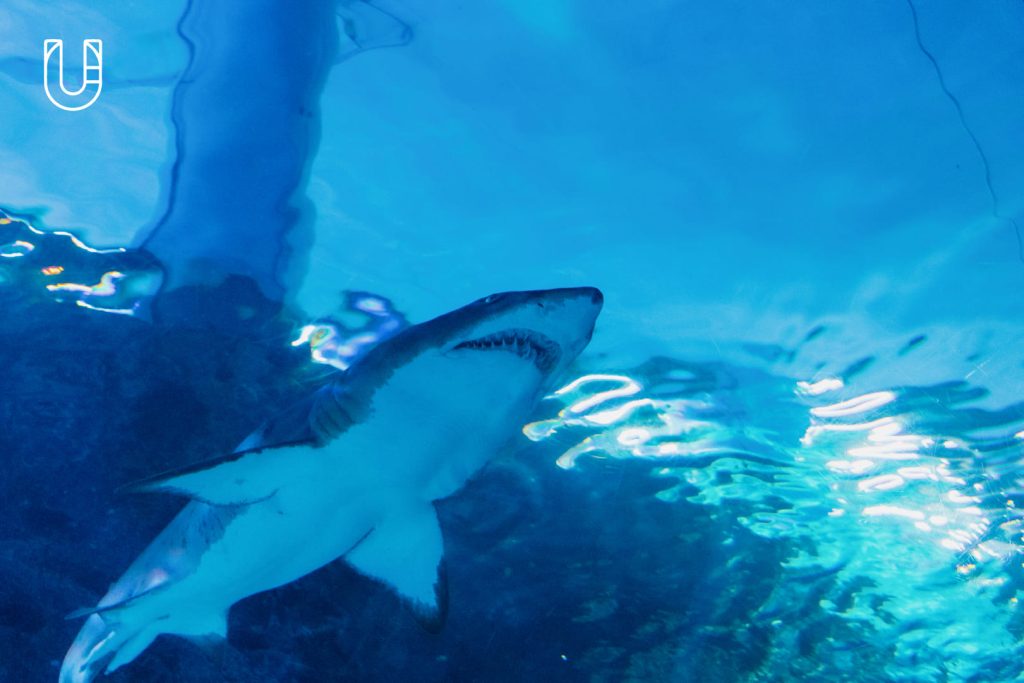 SEA LIFE Bangkok Ocean World สยามพารากอน ศูนย์การค้า พิพิธภัณฑ์สัตว์น้ำ อะควาเรียม ใจกลางเมืองง กรุงเทพฯ Museum STAR Museum Thailand ทะเล สัตว์น้ำ โลกใต้น้ำ ท้องทะเล
