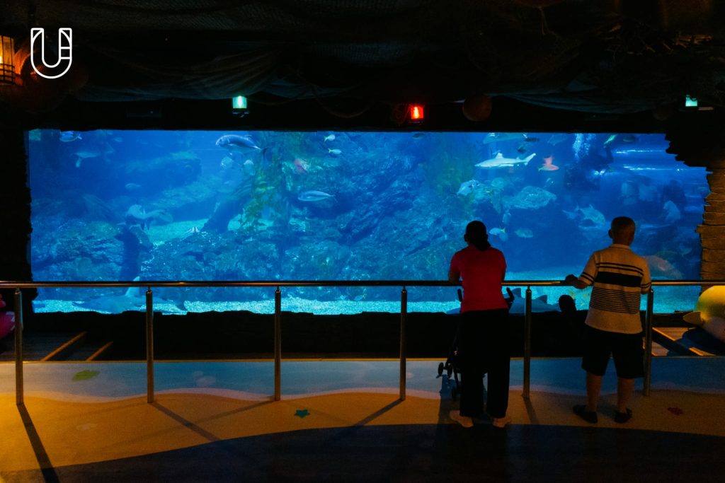 SEA LIFE Bangkok Ocean World สยามพารากอน ศูนย์การค้า พิพิธภัณฑ์สัตว์น้ำ อะควาเรียม ใจกลางเมืองง กรุงเทพฯ Museum STAR Museum Thailand ทะเล สัตว์น้ำ โลกใต้น้ำ ท้องทะเล