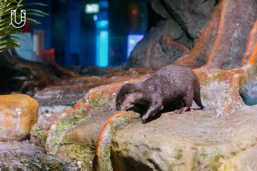 SEA LIFE Bangkok Ocean World สยามพารากอน ศูนย์การค้า พิพิธภัณฑ์สัตว์น้ำ อะควาเรียม ใจกลางเมืองง กรุงเทพฯ Museum STAR Museum Thailand ทะเล สัตว์น้ำ โลกใต้น้ำ ท้องทะเล
