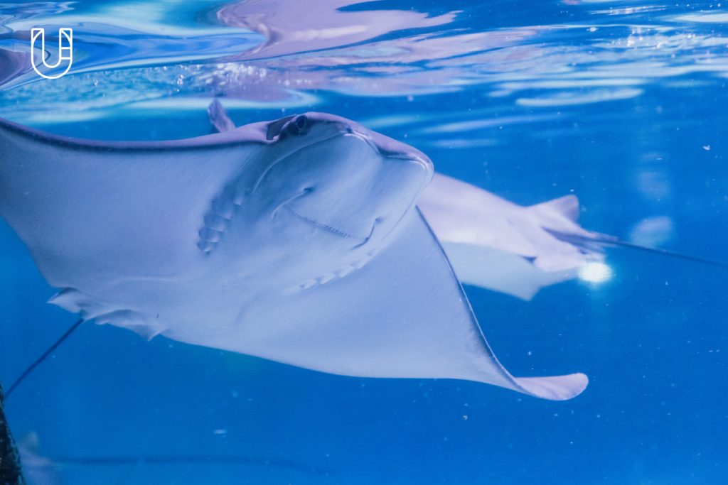 SEA LIFE Bangkok Ocean World สยามพารากอน ศูนย์การค้า พิพิธภัณฑ์สัตว์น้ำ อะควาเรียม ใจกลางเมืองง กรุงเทพฯ Museum STAR Museum Thailand ทะเล สัตว์น้ำ โลกใต้น้ำ ท้องทะเล