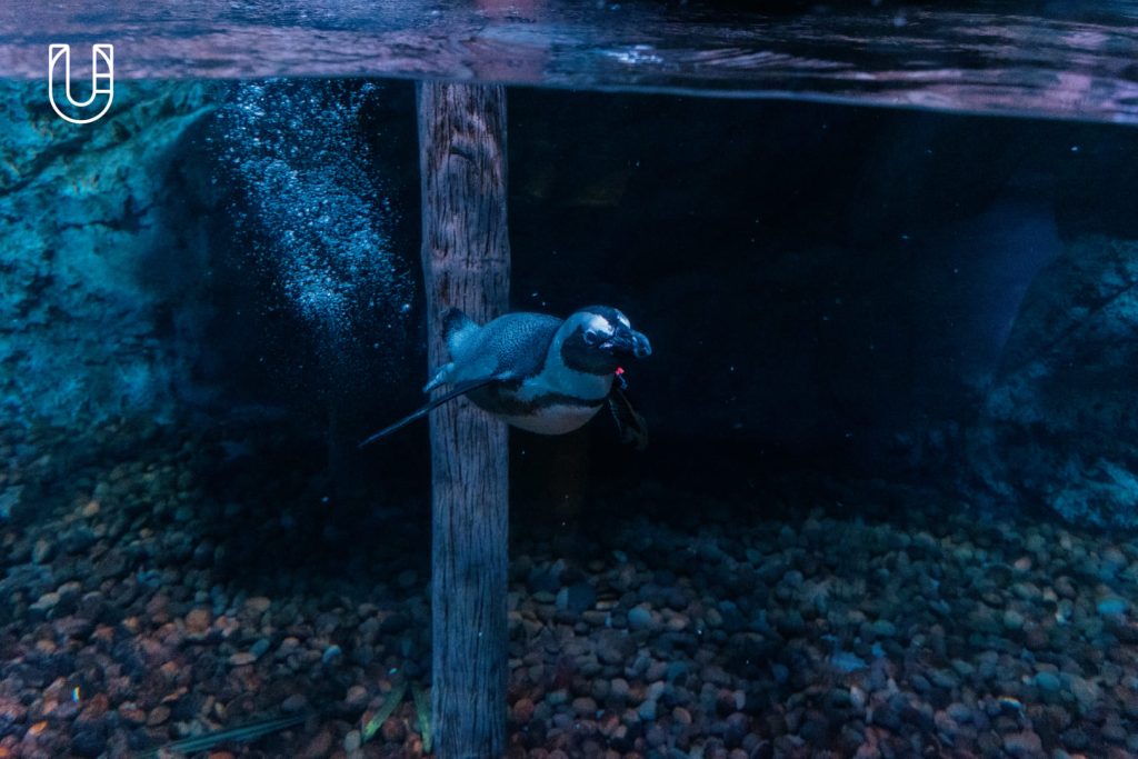 SEA LIFE Bangkok Ocean World สยามพารากอน ศูนย์การค้า พิพิธภัณฑ์สัตว์น้ำ อะควาเรียม ใจกลางเมืองง กรุงเทพฯ Museum STAR Museum Thailand ทะเล สัตว์น้ำ โลกใต้น้ำ ท้องทะเล