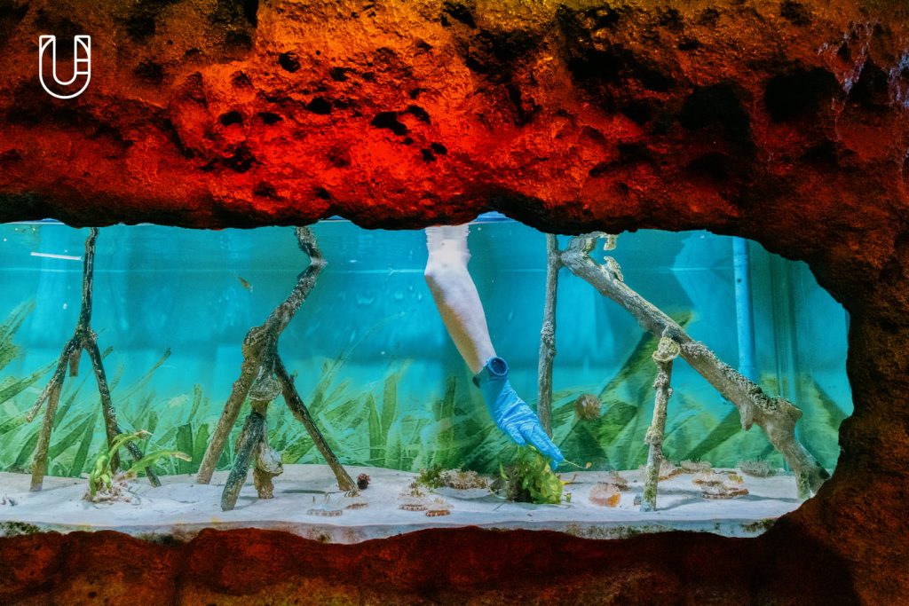 SEA LIFE Bangkok Ocean World สยามพารากอน ศูนย์การค้า พิพิธภัณฑ์สัตว์น้ำ อะควาเรียม ใจกลางเมืองง กรุงเทพฯ Museum STAR Museum Thailand ทะเล สัตว์น้ำ โลกใต้น้ำ ท้องทะเล