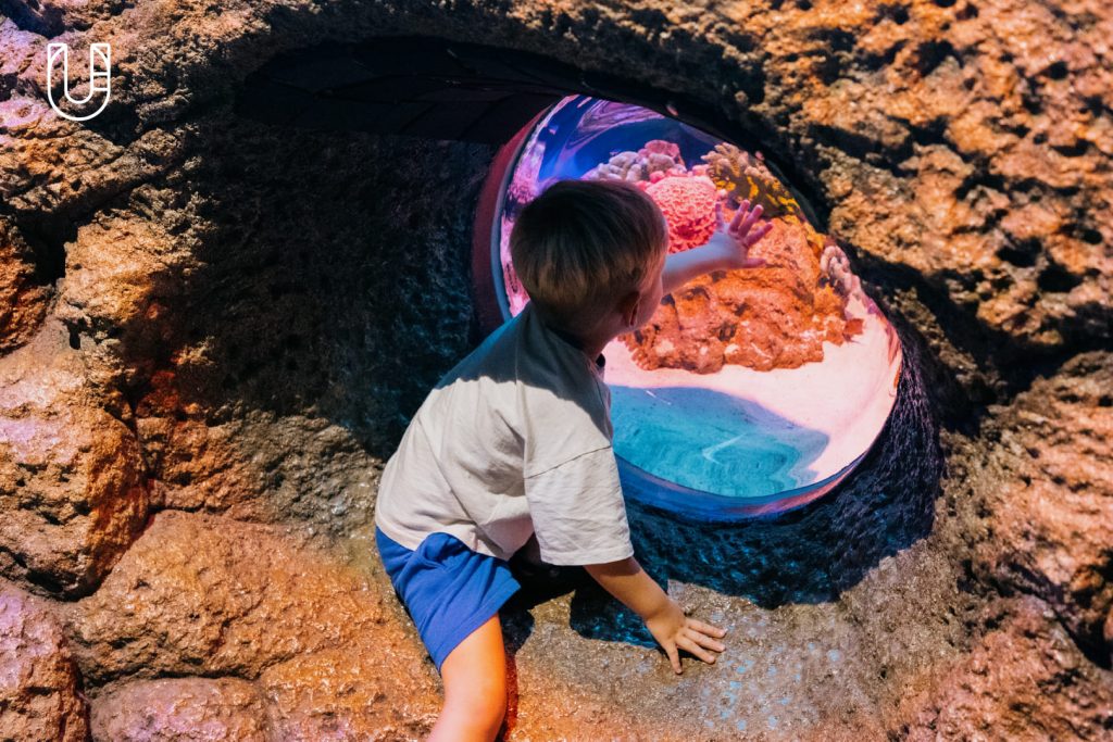 SEA LIFE Bangkok Ocean World สยามพารากอน ศูนย์การค้า พิพิธภัณฑ์สัตว์น้ำ อะควาเรียม ใจกลางเมืองง กรุงเทพฯ Museum STAR Museum Thailand ทะเล สัตว์น้ำ โลกใต้น้ำ ท้องทะเล