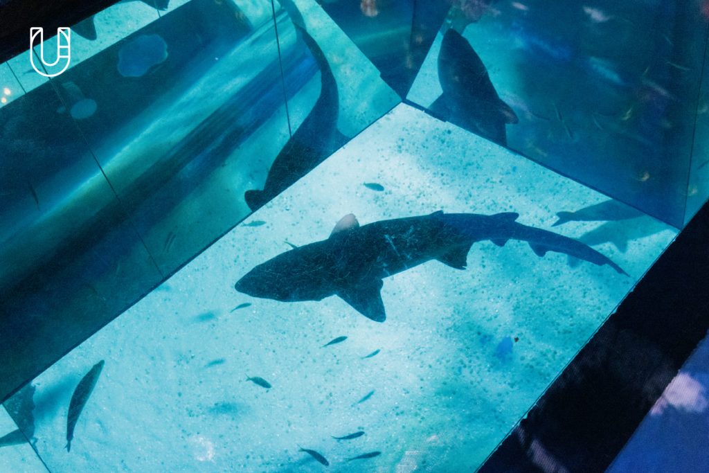 SEA LIFE Bangkok Ocean World สยามพารากอน ศูนย์การค้า พิพิธภัณฑ์สัตว์น้ำ อะควาเรียม ใจกลางเมืองง กรุงเทพฯ Museum STAR Museum Thailand ทะเล สัตว์น้ำ โลกใต้น้ำ ท้องทะเล