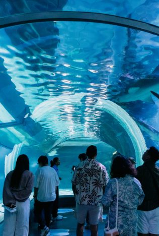 SEA LIFE Bangkok Ocean World สยามพารากอน ศูนย์การค้า พิพิธภัณฑ์สัตว์น้ำ อะควาเรียม ใจกลางเมืองง กรุงเทพฯ Museum STAR Museum Thailand ทะเล สัตว์น้ำ โลกใต้น้ำ ท้องทะเล