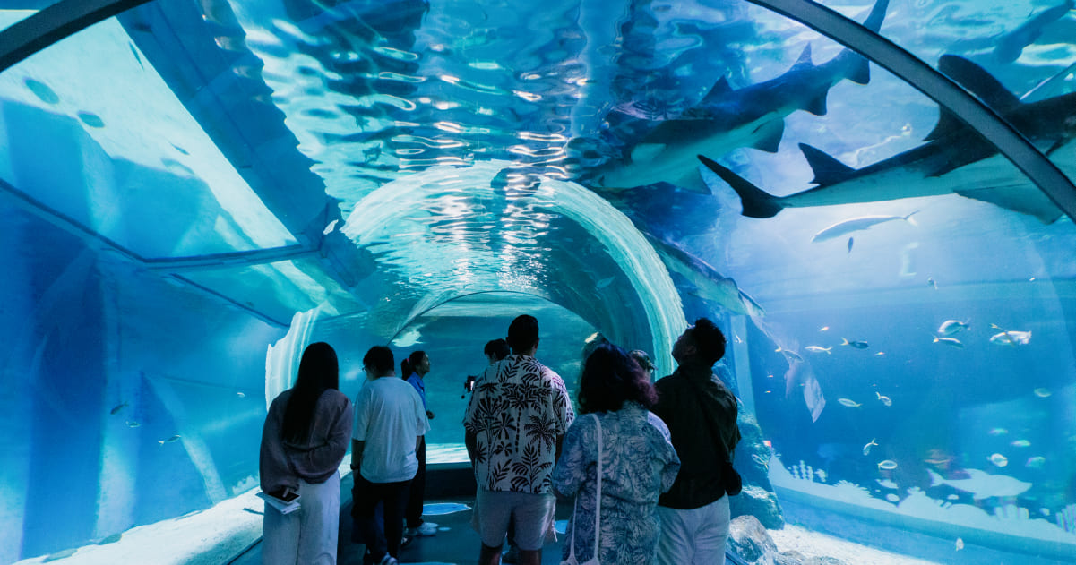 SEA LIFE Bangkok Ocean World สยามพารากอน ศูนย์การค้า พิพิธภัณฑ์สัตว์น้ำ อะควาเรียม ใจกลางเมืองง กรุงเทพฯ Museum STAR Museum Thailand ทะเล สัตว์น้ำ โลกใต้น้ำ ท้องทะเล