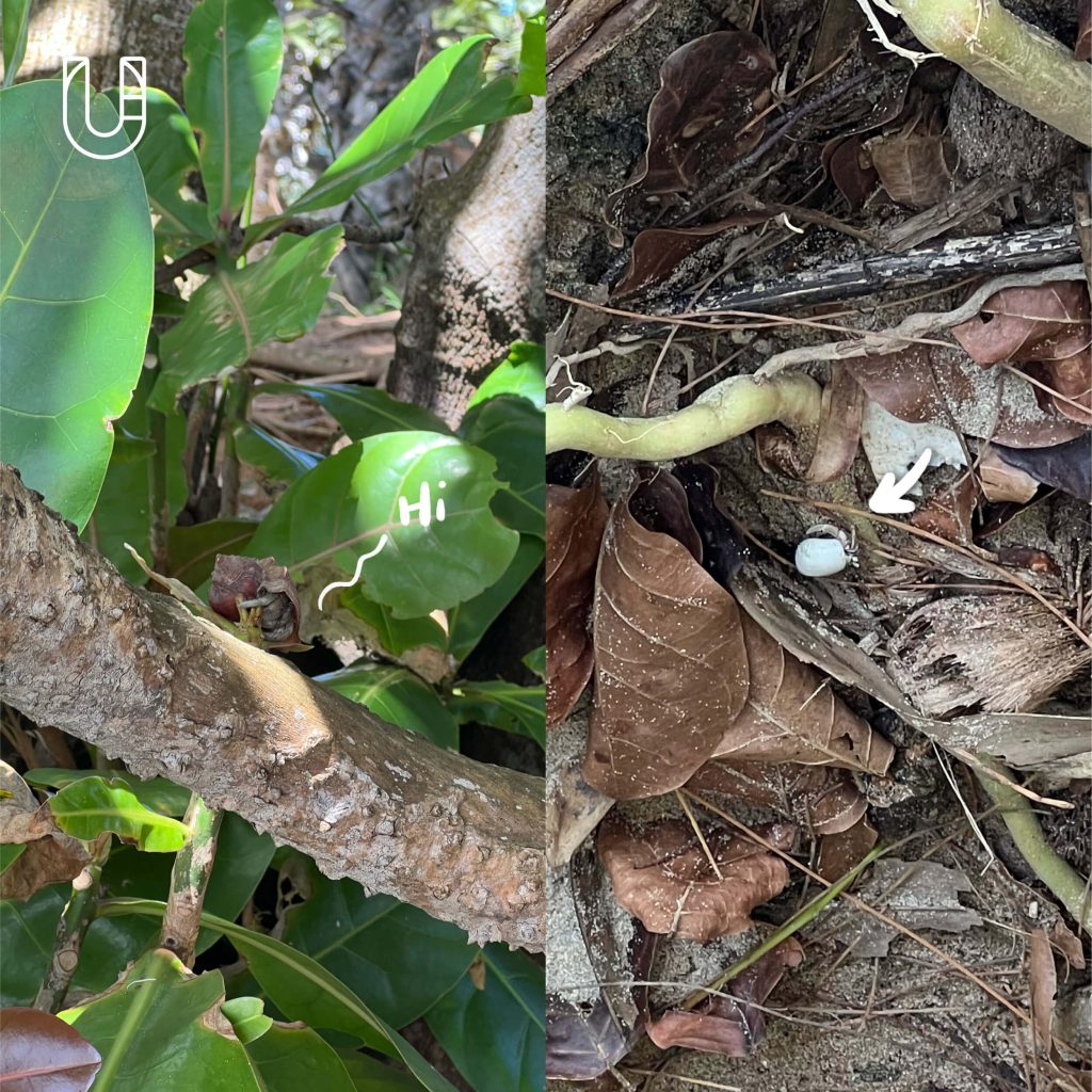 ททท เกาะลันตา กระบี่ Green Destinations Top 100 Stories ท่องเที่ยว ยั่งยืน ปูเสฉวน โครงการคืนบ้านให้ปูเสฉวน ชายหาด อุทยานแห่งชาติหมู่เกาะลันตา เรือแจวทุ่งหยีเพ็ง ธรรมชาติ ระบบนิเวศ สิ่งแวดล้อม