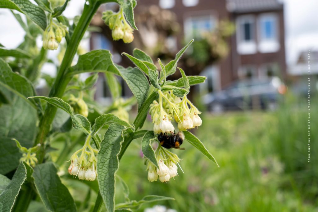 ประเทศเนเธอร์แลนด์ เมือง Utrecht Rijnvliet ย่านที่กินได้ Edible Neighborhood ต้นไม้ พืช สิ่งแวดล้อม สวนสาธารณะ ที่อยู่อาศัย ธรรมชาติ ระบบนิเวศ