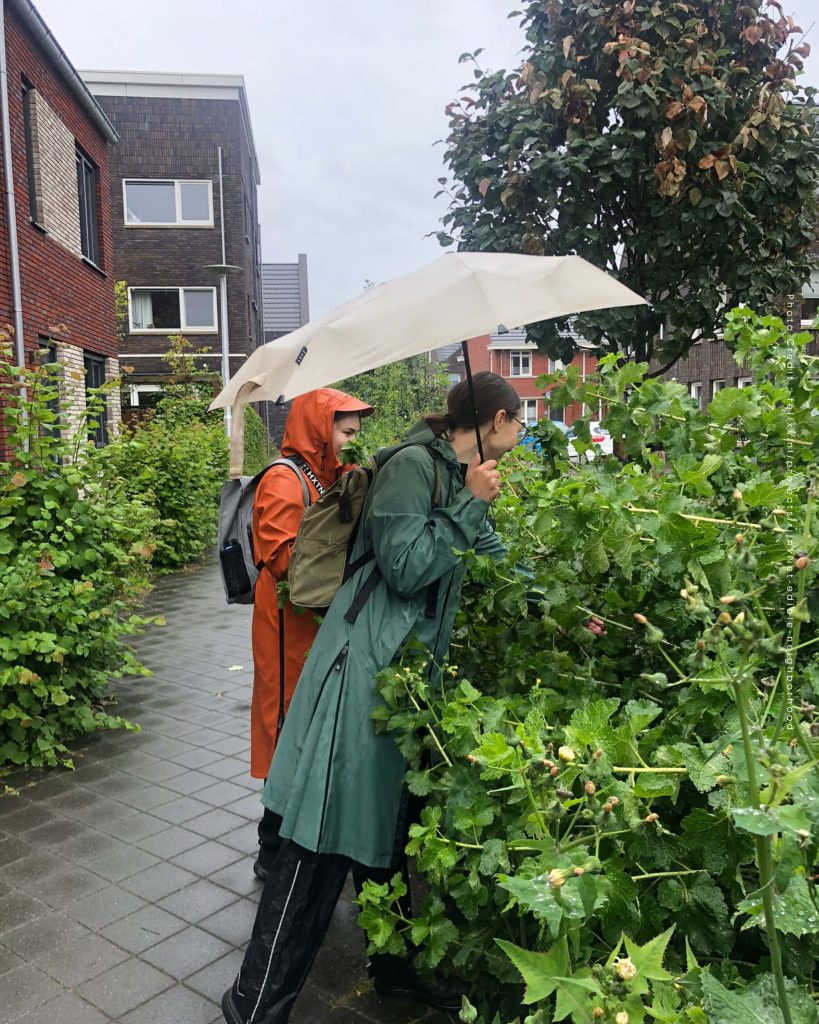 ประเทศเนเธอร์แลนด์ เมือง Utrecht Rijnvliet ย่านที่กินได้ Edible Neighborhood ต้นไม้ พืช สิ่งแวดล้อม สวนสาธารณะ ที่อยู่อาศัย ธรรมชาติ ระบบนิเวศ