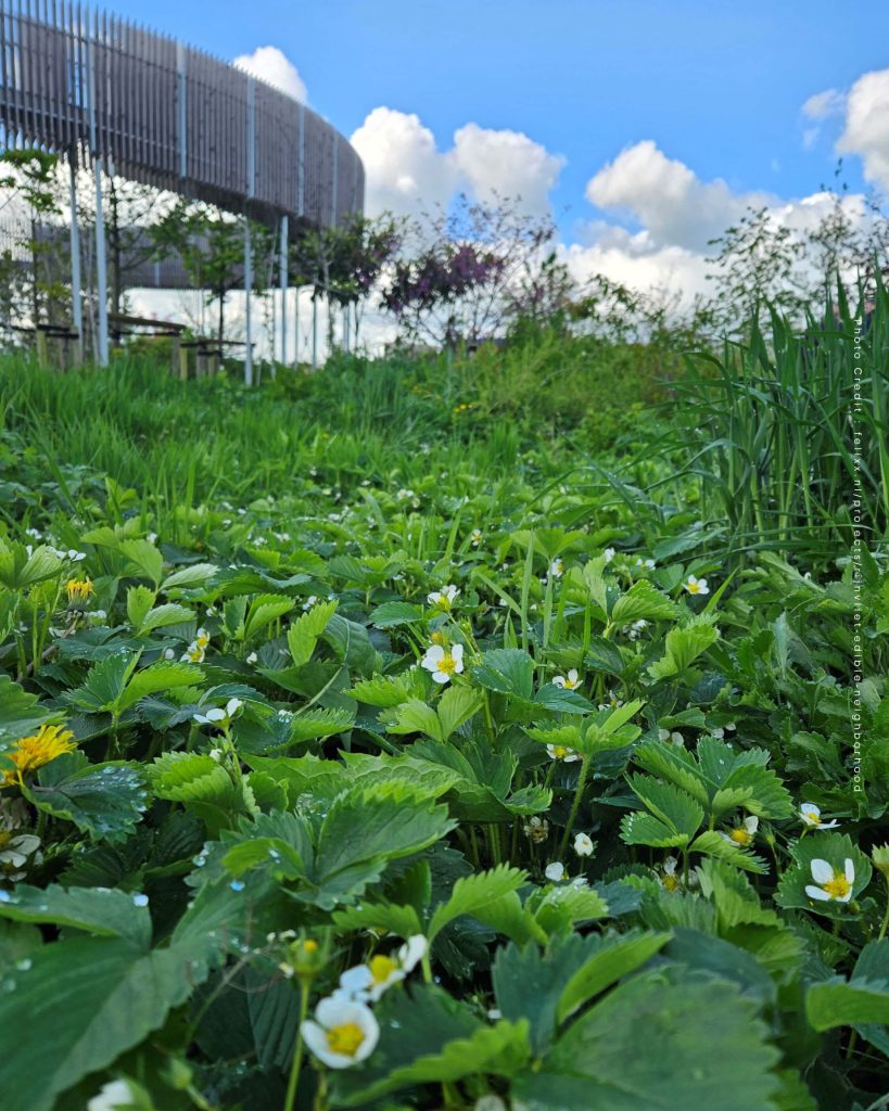 ประเทศเนเธอร์แลนด์ เมือง Utrecht Rijnvliet ย่านที่กินได้ Edible Neighborhood ต้นไม้ พืช สิ่งแวดล้อม สวนสาธารณะ ที่อยู่อาศัย ธรรมชาติ ระบบนิเวศ