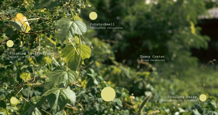 inaturalist แพลตฟอร์ม พืชพรรณ ธรรมชาติ สำรวจ