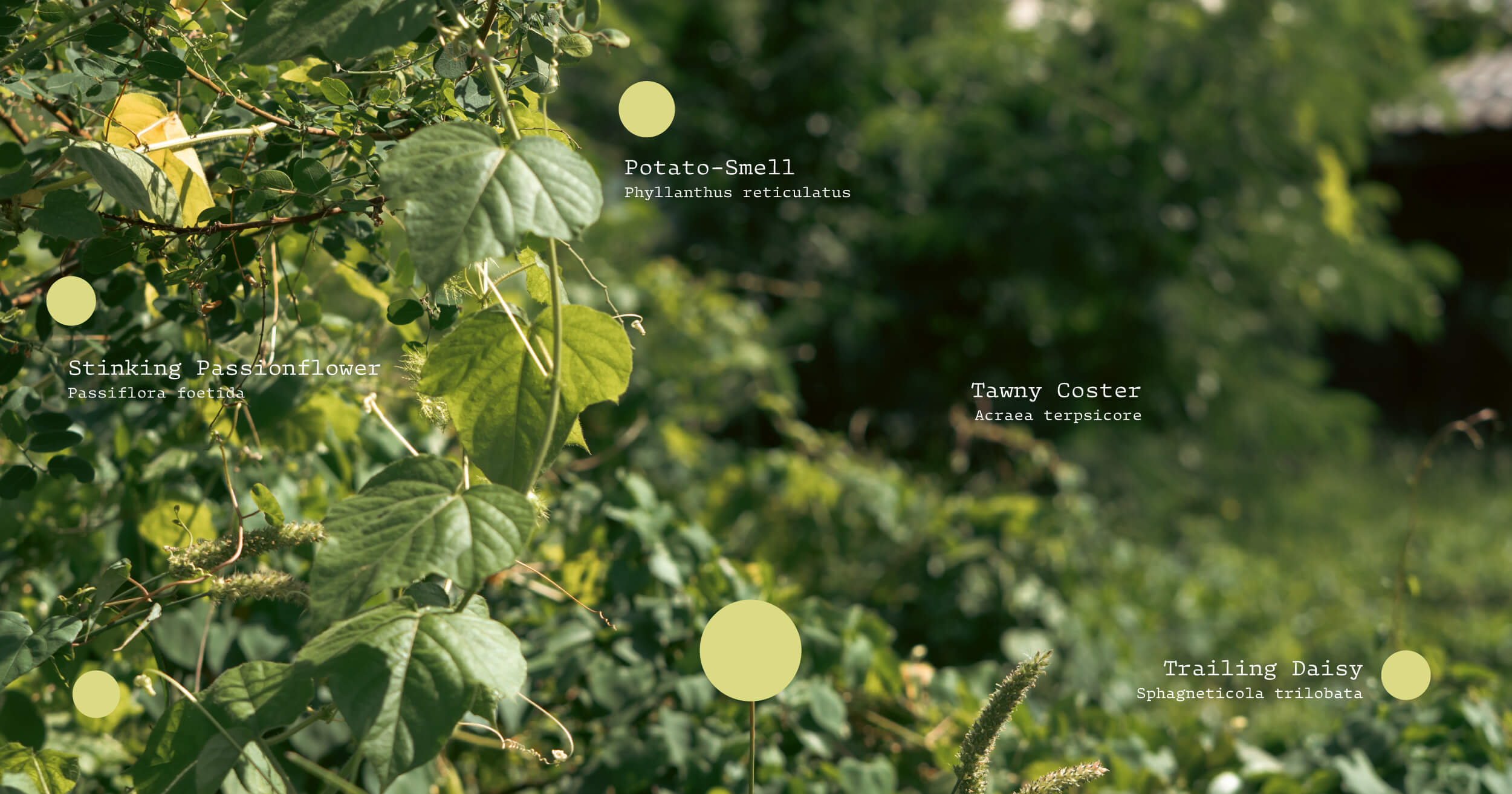 inaturalist แพลตฟอร์ม พืชพรรณ ธรรมชาติ สำรวจ