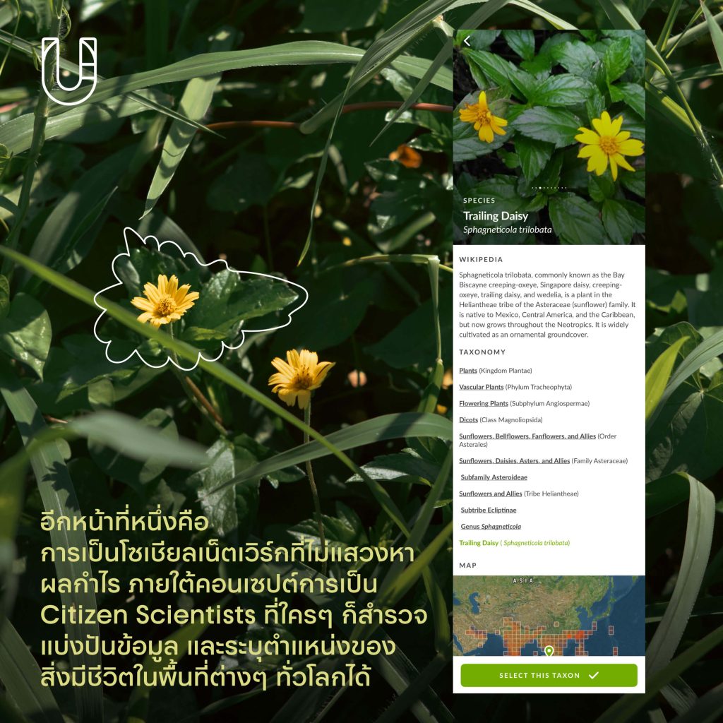 inaturalist แพลตฟอร์ม พืชพรรณ ธรรมชาติ สำรวจ