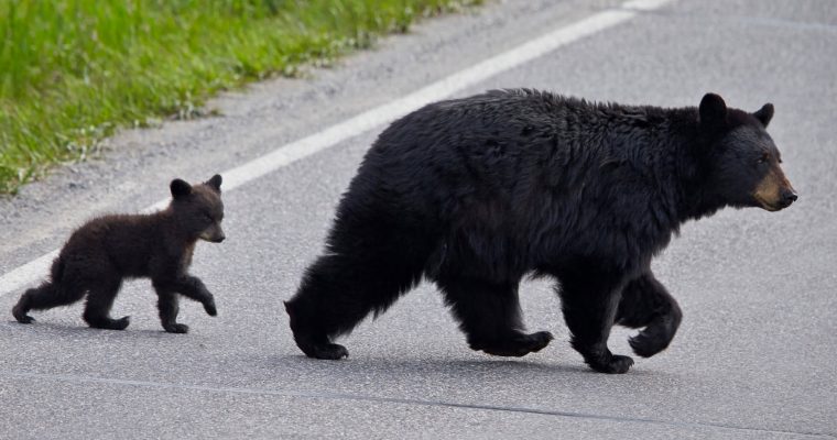 bowbear bear หมี ญี่ปุ่น ประเทศญี่ปุ่น หมีบุก แอปพลิเคชัน App หมีดำ ชุมชน