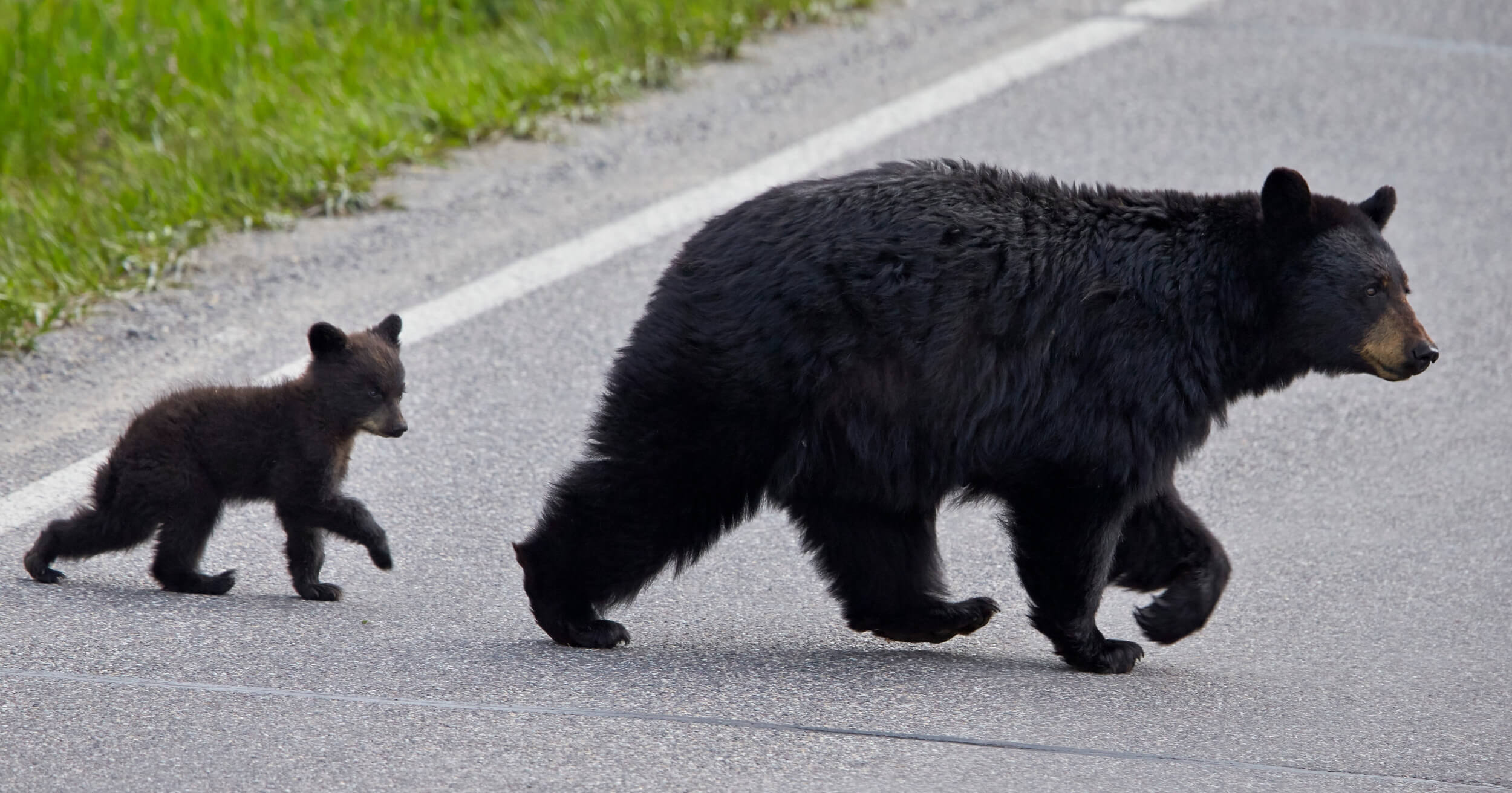 bowbear bear หมี ญี่ปุ่น ประเทศญี่ปุ่น หมีบุก แอปพลิเคชัน App หมีดำ ชุมชน