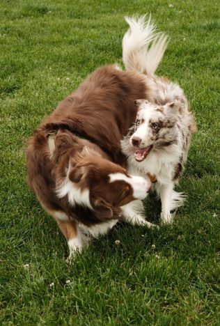 สวนหมา สวนสุนัข สวนลุมพินี หมา สุนัข พื้นที่สาธารณะ พาหมาไปเดินเล่น