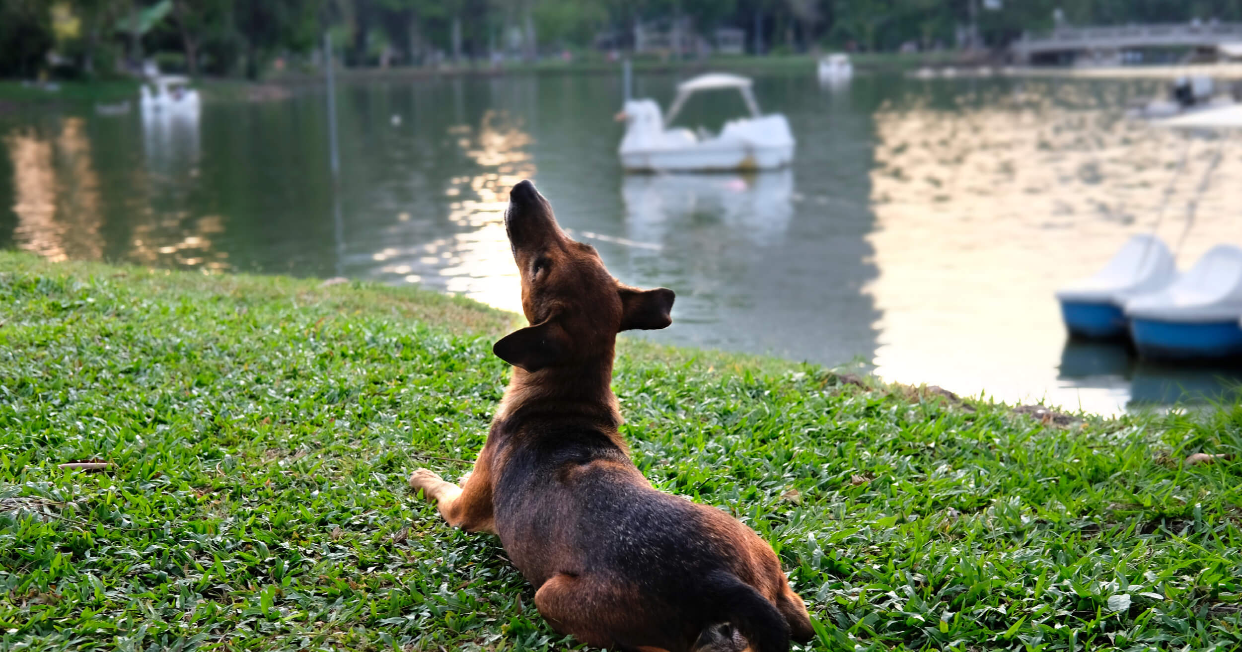 สวนหมา สวนสุนัข สวนลุมพินี หมา สุนัข พื้นที่สาธารณะ พาหมาไปเดินเล่น