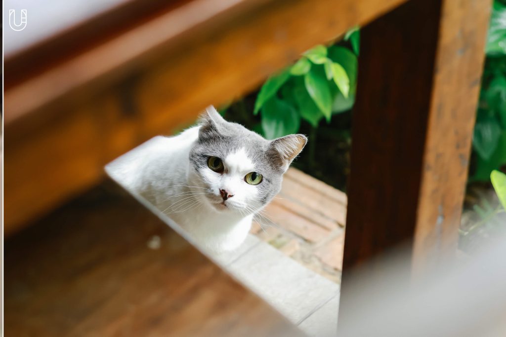 แมว ม้าที่ควรค่าแมว แมวที่ควรค่าม้า วัดควรค่าม้า เชียงใหม่ Chiang Mai Design Week Research Playground, 2024 Good Design Award ญี่ปุ่น แมวเมือง เมืองแมว