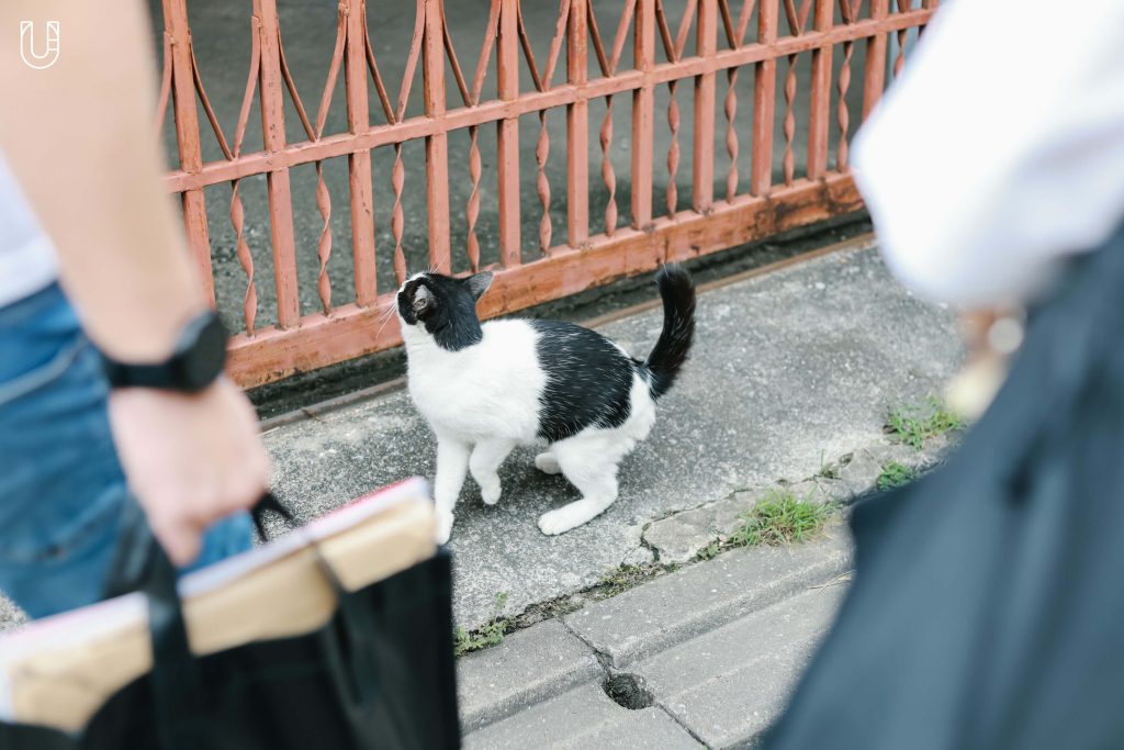 แมว ม้าที่ควรค่าแมว แมวที่ควรค่าม้า วัดควรค่าม้า เชียงใหม่ Chiang Mai Design Week Research Playground, 2024 Good Design Award ญี่ปุ่น แมวเมือง เมืองแมว