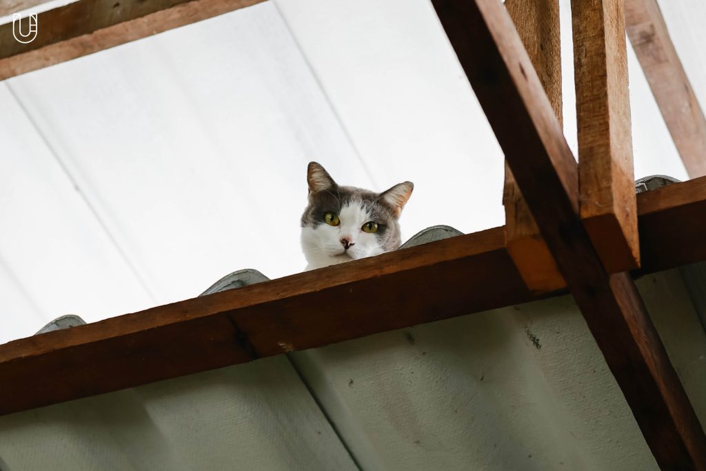 แมว ม้าที่ควรค่าแมว แมวที่ควรค่าม้า วัดควรค่าม้า เชียงใหม่ Chiang Mai Design Week Research Playground, 2024 Good Design Award ญี่ปุ่น แมวเมือง เมืองแมว